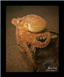 The Philippine Vein/Margin Octopus by Jun Lao 